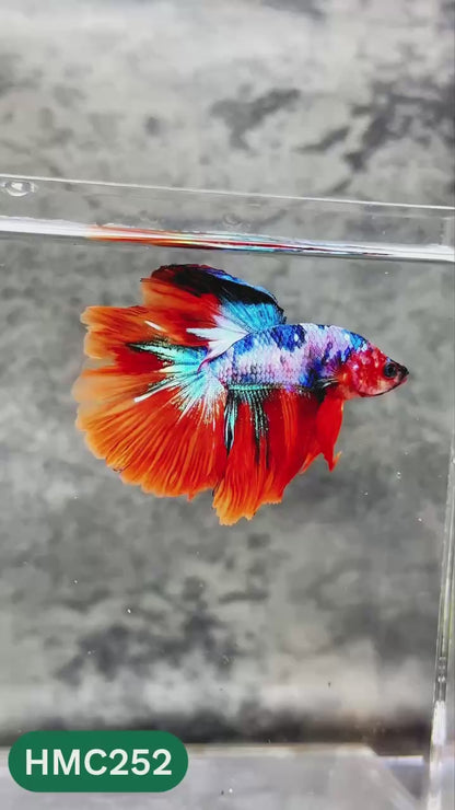 Multicolor Halfmoon Male Betta Fish | Order Directly From Farm | You Pick Fish
