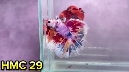 Multicolor Halfmoon Male Betta Fish | Order Directly From Farm | You Pick Fish