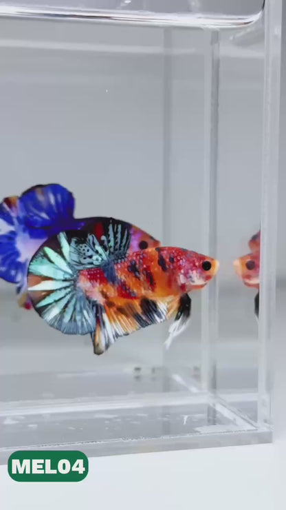 Metallic Plakat Betta Fish | You Pick Betta | Exotic Fish