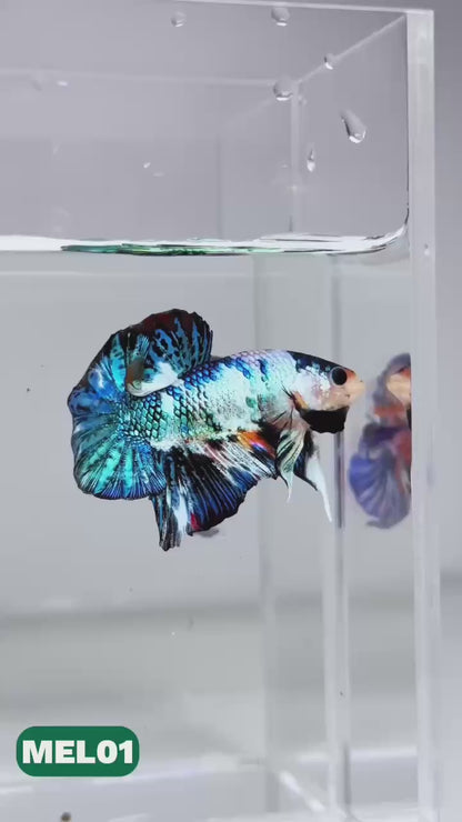 Metallic Plakat Betta Fish | You Pick Betta | Exotic Fish