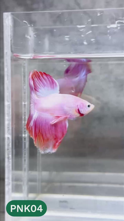 Pink Halfmoon Male Betta Fish | You Pick Fish | Order Directly From Farm