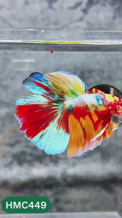 Multicolor Halfmoon Male Betta Fish | High Grade | Order Directly From Farm |  You Pick Fish |