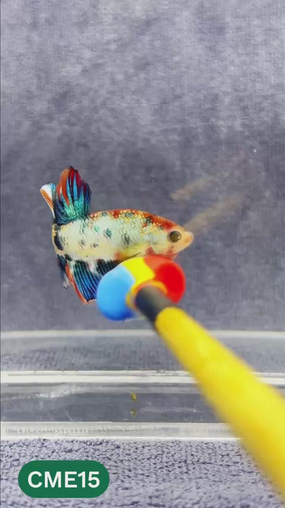 Multicolor Metallic Plakat Male Betta Fish | You Pick Fish | Exclusive Grade