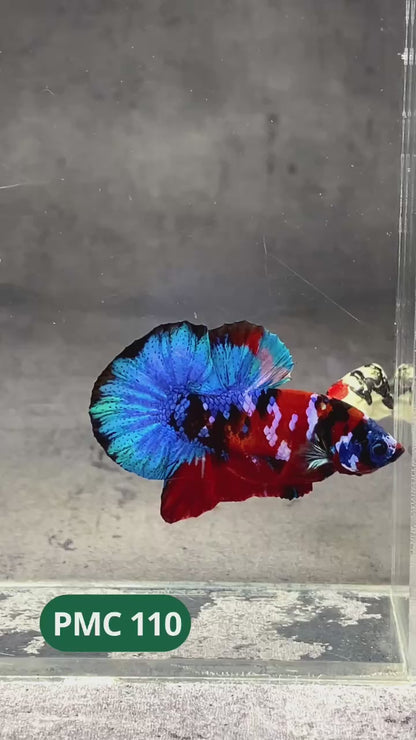 Multicolor Plakat Male Betta Fish |Show Grade|  You Pick Fish