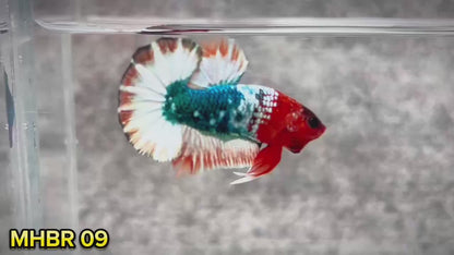Hellboy Plakat Male Betta Fish | Order Directly From Farm | You Pick Fish