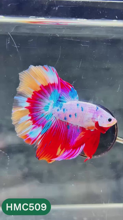Nemo Halfmoon Male Betta Fish | Order Directly From Farm | You Pick Fish