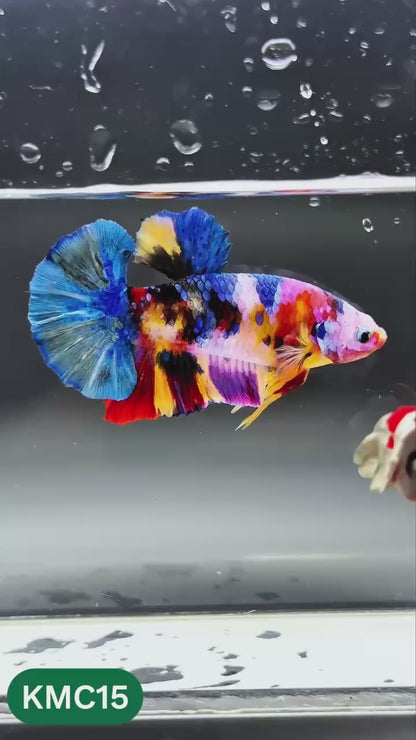 Multicolor Yellow Base Plakat Male Betta Fish | Order Directly From Farm |  You Pick Fish