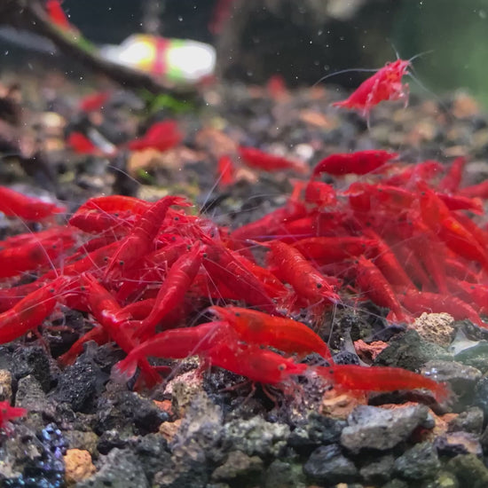 Red Cherry Neocaridina Freshwater Shrimp