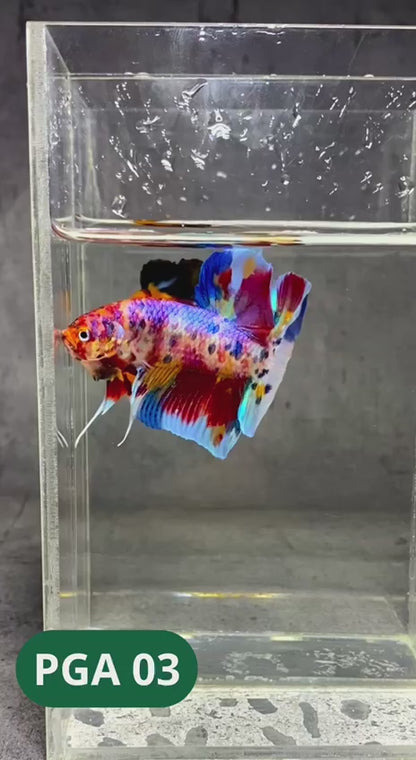 King Giant Plakat Male Betta Fish | You Pick Fish | High Grade
