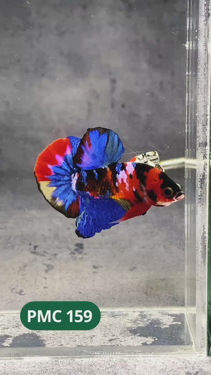 Multicolor Plakat Male Betta Fish |Show Grade|  You Pick Fish