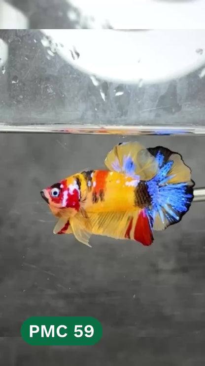 Multicolor Plakat Male Betta Fish |Show Grade|  You Pick Fish