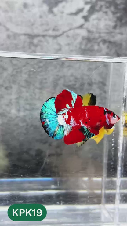 Multicolor Plakat Male Betta Fish |Show Grade|  You Pick Fish