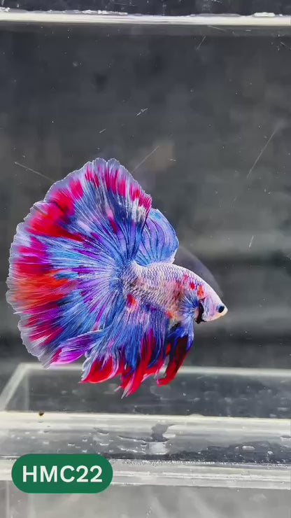 Multicolor Halfmoon Male Betta Fish | Order Directly From Farm | You Pick Fish