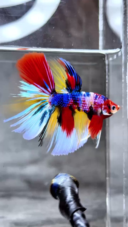 Multicolor Halfmoon Male Betta Fish | High Grade | Order Directly From Farm |  You Pick Fish |