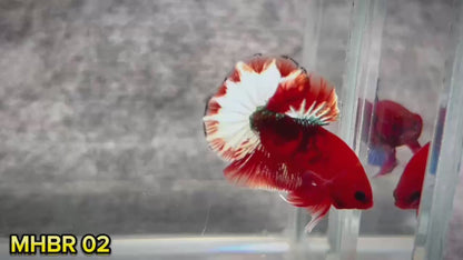 Hellboy Plakat Male Betta Fish | Order Directly From Farm | You Pick Fish