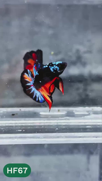 Dark Flame Hellfire Plakat Male Betta Fish | You Pick Fish | Exotic Betta