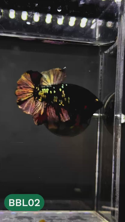 Black Panther Plakat Male Betta Fish | You Pick Fish | Rare Betta