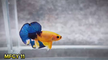 Yellow Fancy Male Betta Fish | Order Directly From Farm | You Pick Fish
