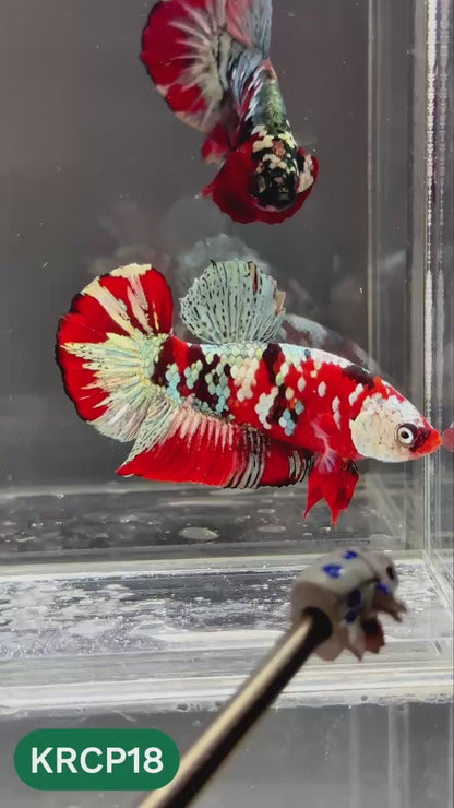 Koi Red Copper Plakat Male Betta Fish | You Pick Fish