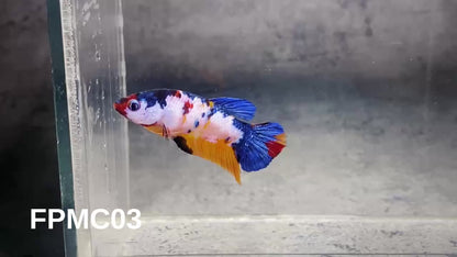 Multicolor Female Betta Fish | You Pick Fish  | High Grade