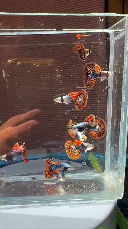 Dumbo Ear Red Mosaic Guppy Fish