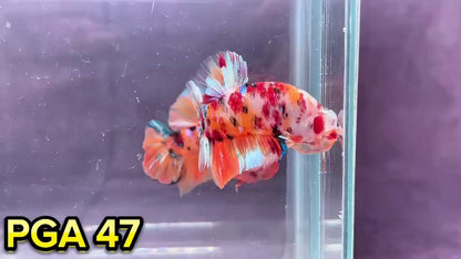 King Giant Plakat Male Betta Fish | You Pick Fish | High Grade