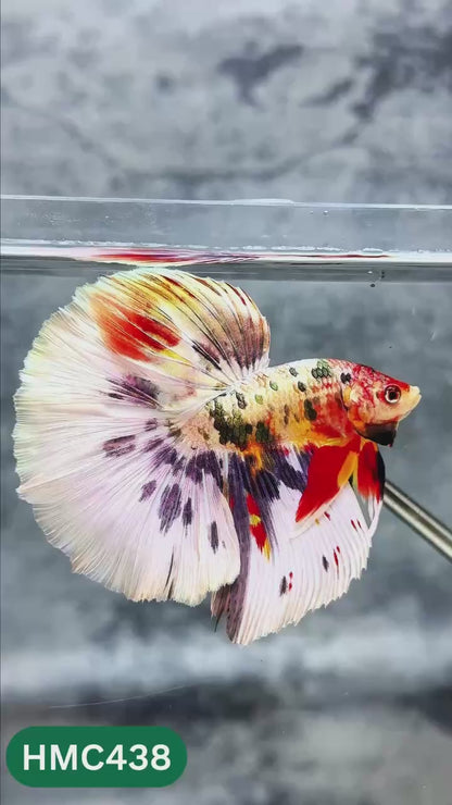 Multicolor Halfmoon Male Betta Fish | High Grade | Order Directly From Farm |  You Pick Fish |