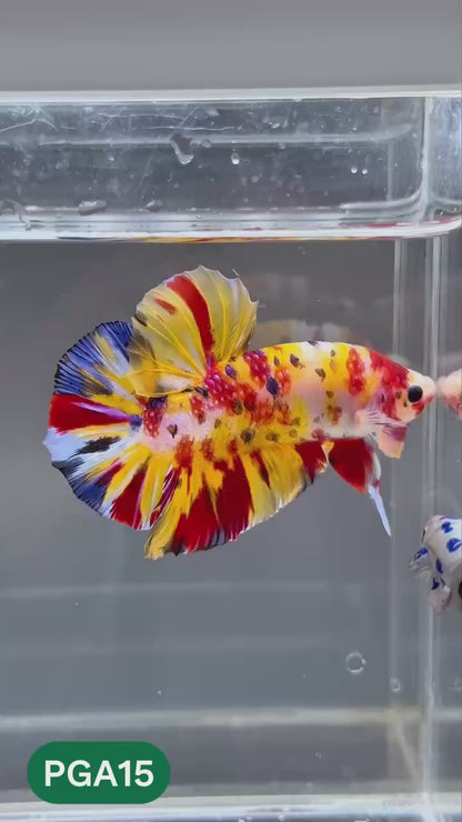 King Giant Plakat Male Betta Fish | You Pick Fish | High Grade
