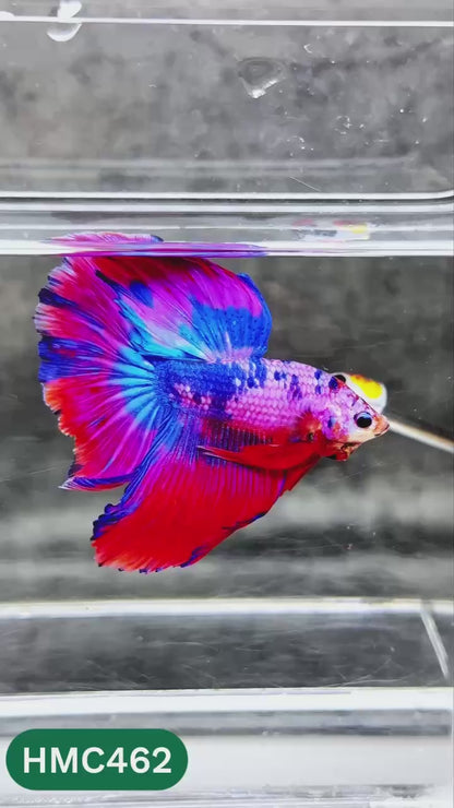 Multicolor Halfmoon Male Betta Fish | Order Directly From Farm | You Pick Fish