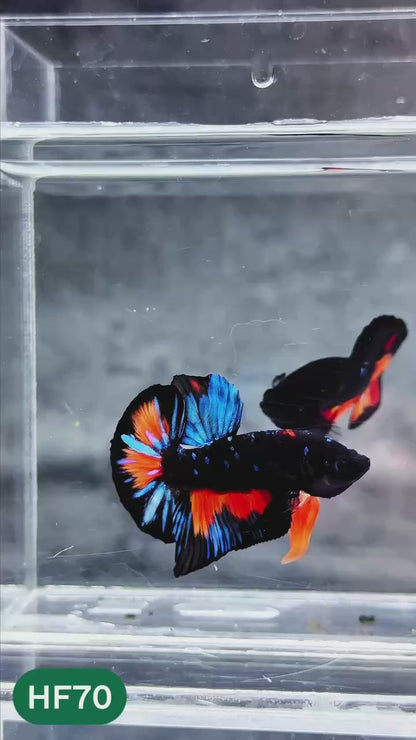 Dark Flame Hellfire Plakat Male Betta Fish | You Pick Fish | Exotic Betta