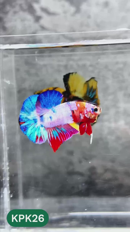Multicolor Plakat Male Betta Fish |Show Grade|  You Pick Fish