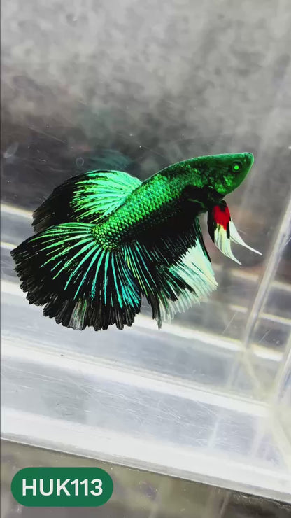 Black Hulk Halfmoon Male Betta Fish | You Pick Fish