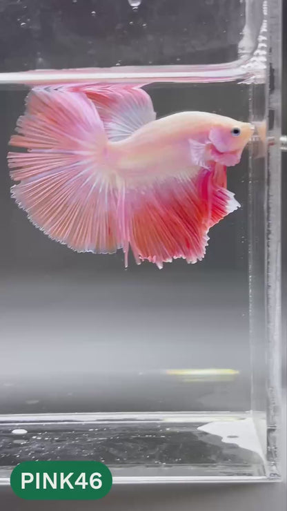 Pink Halfmoon Male Betta Fish | You Pick Fish | Order Directly From Farm