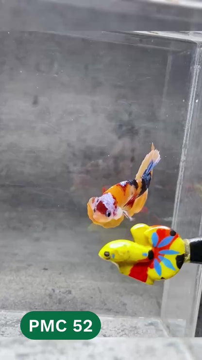 Multicolor Plakat Male Betta Fish |Show Grade|  You Pick Fish