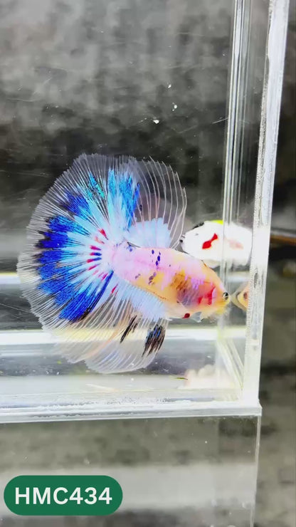 Multicolor Halfmoon Male Betta Fish | Order Directly From Farm | You Pick Fish