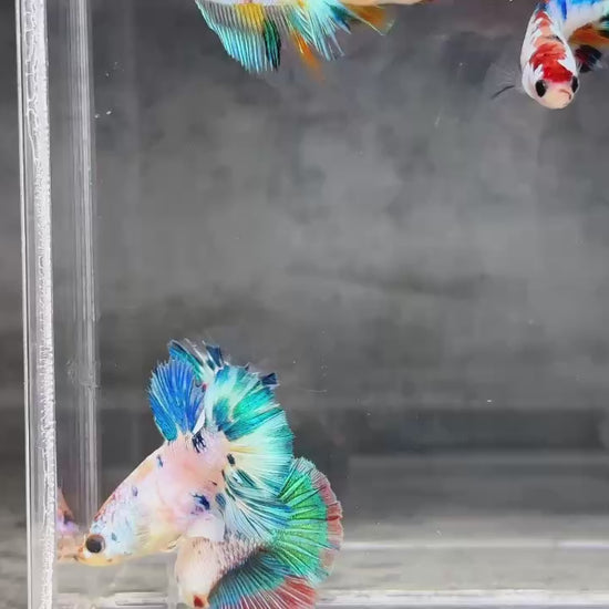 Multicolor Candy Halfmoon Female Betta Fish
