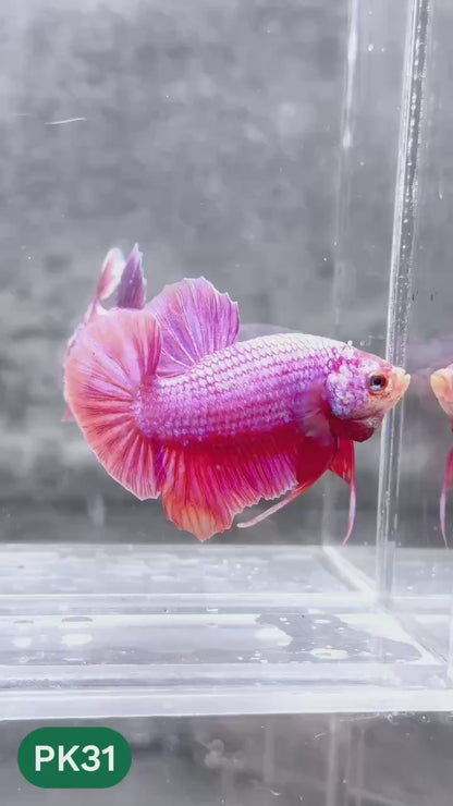 Pink Plakat Male Betta Fish | You Pick Fish | Rare Color