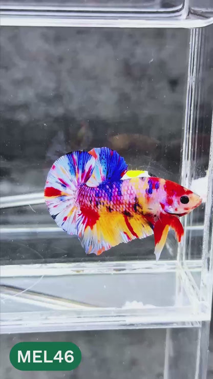 Metallic Plakat Betta Fish | You Pick Betta | Exotic Fish