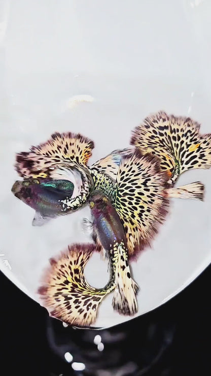 White Leopard Guppy Fish