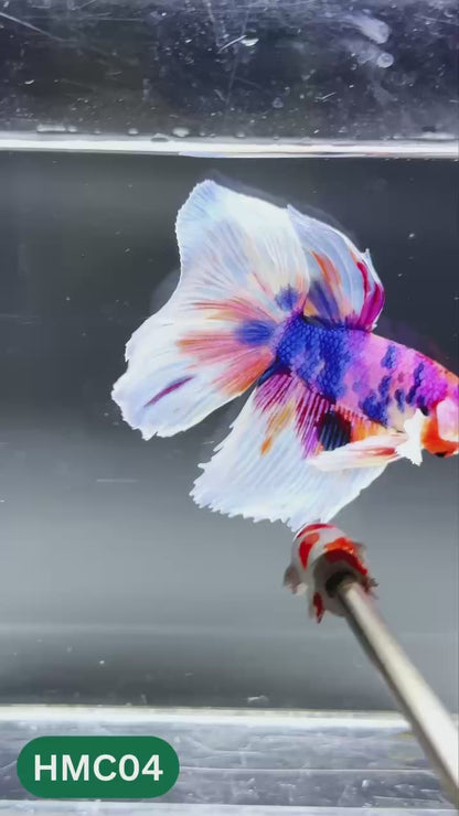 Multicolor Halfmoon Male Betta Fish | High Grade | Order Directly From Farm |  You Pick Fish