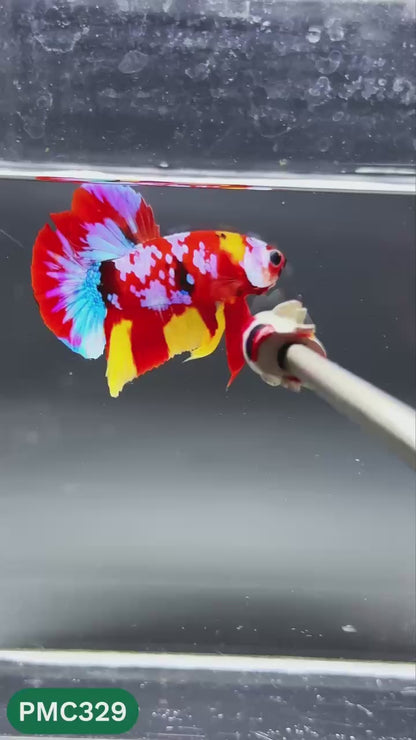 Multicolor Plakat Male Betta Fish | Show Grade |  You Pick Fish