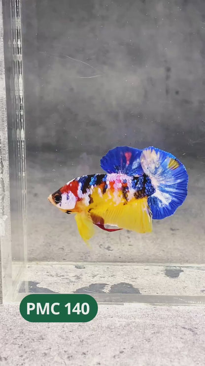 Multicolor Plakat Male Betta Fish |Show Grade|  You Pick Fish