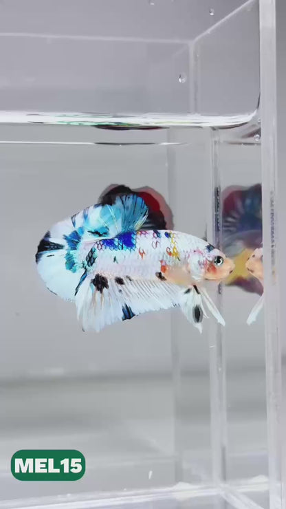 Metallic Plakat Betta Fish | You Pick Betta | Exotic Fish