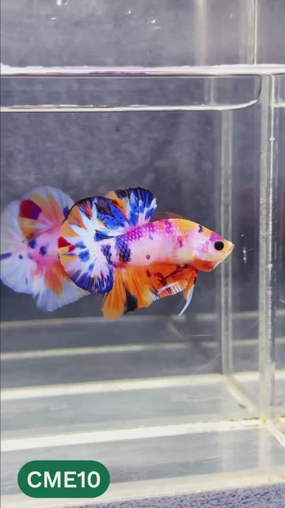 Multicolor Metallic Plakat Male Betta Fish | You Pick Fish | Exclusive Grade