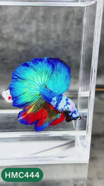 Multicolor Halfmoon Male Betta Fish | Order Directly From Farm | You Pick Fish