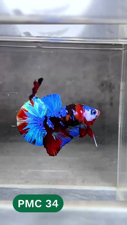 Multicolor Plakat Male Betta Fish |Show Grade|  You Pick Fish