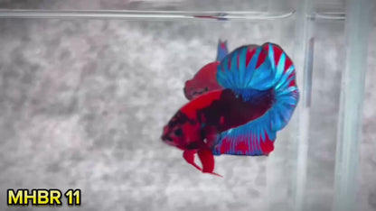 Hellboy Plakat Male Betta Fish | Order Directly From Farm | You Pick Fish