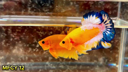 Yellow Fancy Male Betta Fish | Order Directly From Farm | You Pick Fish