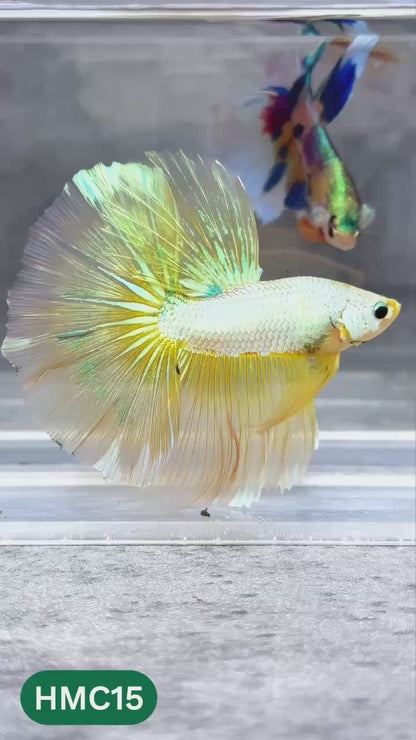 Multicolor Halfmoon Male Betta Fish | High Grade | Order Directly From Farm |  You Pick Fish |