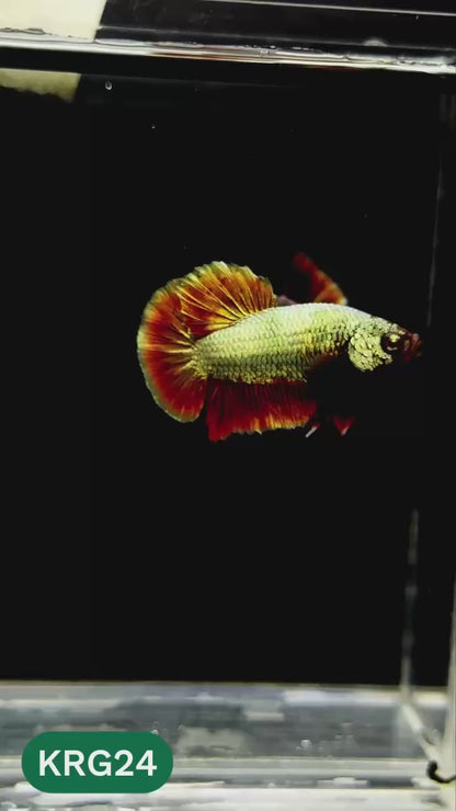 Koi Red Gold Galaxy Plakat Male Betta Fish | You Pick Fish